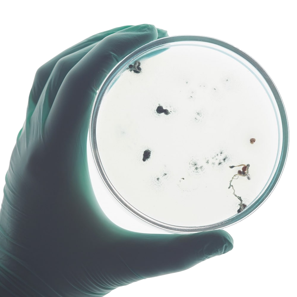 Imagen con virus, bacterias, hongos o esporas para determinar si hay que desinfectar o esterilizar.
